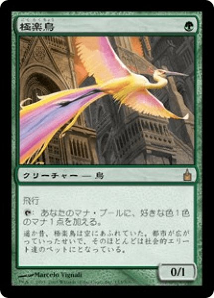 画像1: Birds of Paradise/極楽鳥 (1)