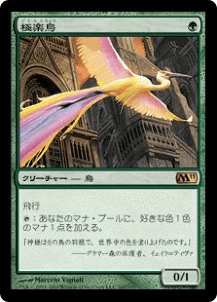画像1: Birds of Paradise/極楽鳥 (1)