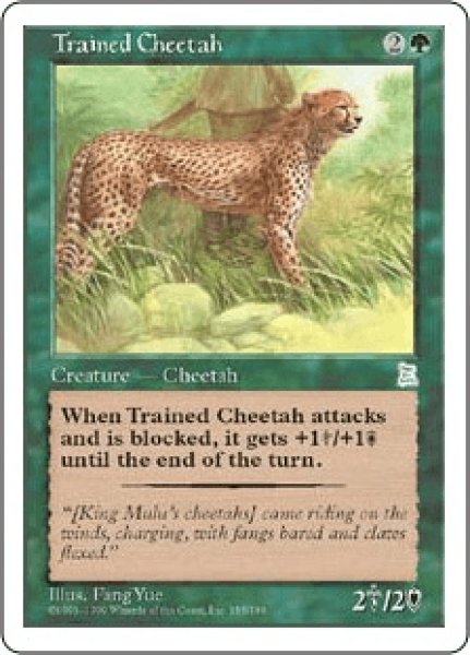 画像1: Trained Cheetah/訓練された豹 (1)
