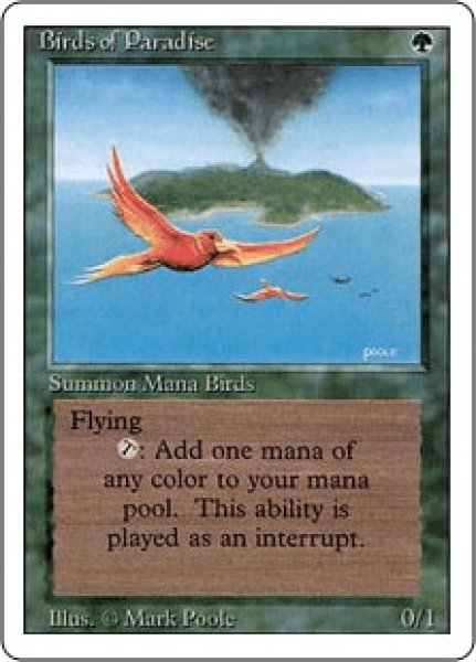 画像1: Birds of Paradise/極楽鳥 (1)