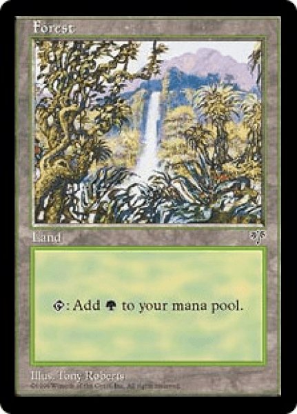 画像1: Forest/森《C》 (1)