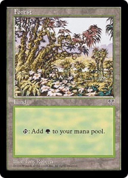 画像1: Forest/森《A》 (1)