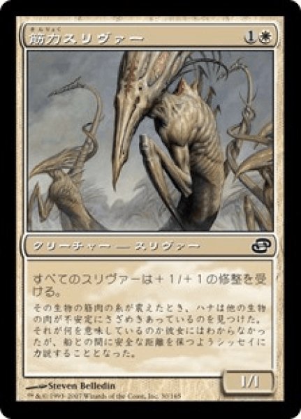 画像1: Sinew Sliver/筋力スリヴァー (1)